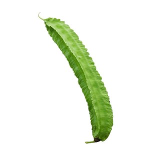 四棱豆种子 苗蔬菜种子 菜豆角 四角豆 四季种籽四棱豆苗 禾之元