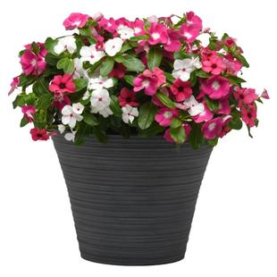 进口长春花种子四季春季播室内阳台盆栽花园易种秋季花草花卉花籽