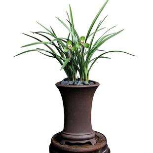 直播间兰花秒杀2