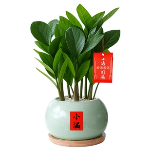 金钱树盆栽绿植室内植物办公室桌面盆景小摆件客厅发财树四季好养