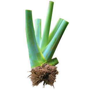 正宗巨型象耳芋室内好养易活的高大绿植大叶老桩梦幻象耳芋盆栽