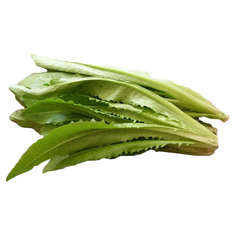 无斑香油麦菜籽种子油麦菜种籽四季春秋冬季蔬菜种籽农家种孑叶菜