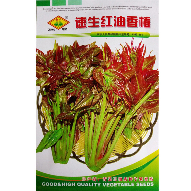 香椿速生红油水培芽苗蔬菜种子