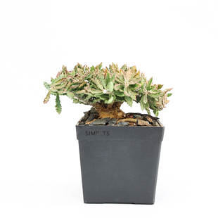 【朴原】圣玛丽角大戟Euphorbia capsaintemariensis块根多肉盆栽