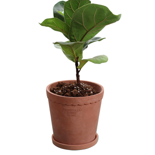 水泥花盆帝罗马红陶粗陶蝴蝶兰土陶陶盆陶土陶瓷兰花透气盆栽带托