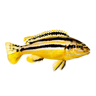 三湖慈鲷鱼热带观赏鱼非洲王子二线凤凰雪鲷蓝斑马小型好养活体鱼