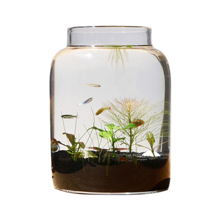 生态瓶真水草小型生态鱼缸办公桌面微景观生日礼物DIY作业免换水