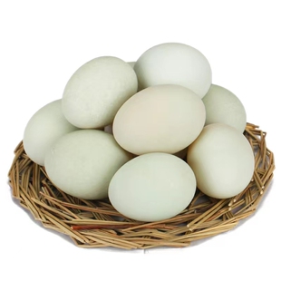 鸭种蛋新鲜白羽宠物鸭柯尔可达鸭蛋小型好养受精蛋可孵化小黄鸭蛋