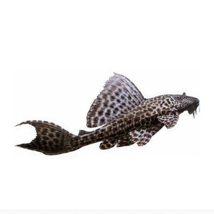 冷水清道夫鱼活体清理藻类鱼缸壁青苔吃垃圾鱼屎的鱼缸清洁鱼好养