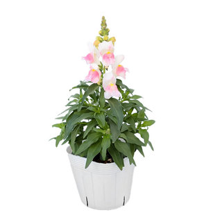 进口（矮）金鱼草种子彩虹糖/粉白双色渐变Candy Tops盆栽春秋播