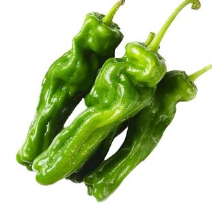 优质朝天椒小米辣辣椒苗特辣山东寿光本地农村秧苗带土老品种批发