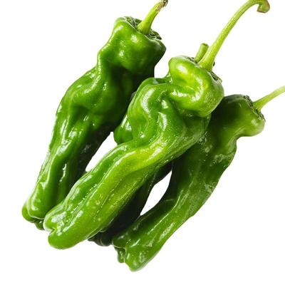 优质朝天椒小米辣辣椒苗特辣山东寿光本地农村秧苗带土老品种批发