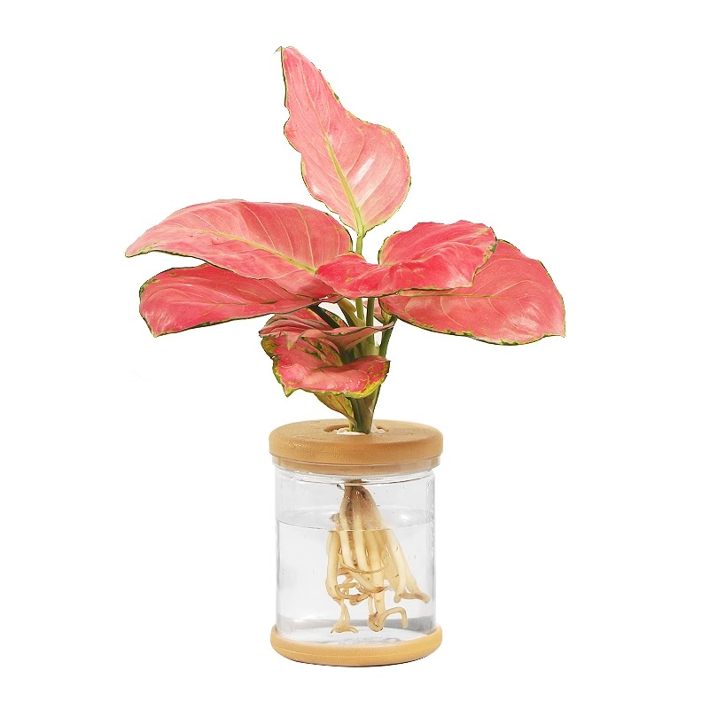 水培植物盆栽绿萝栀子花办公室内花卉小绿植四季好养多肉水养盆栽