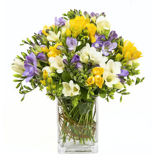 现货小苍兰种球根晨宇进口庭院阳台可盆栽地栽花卉香花香雪兰多色