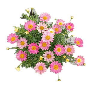 玛格丽特盆栽花苗重瓣带花糖果小雏菊室外阳台四季耐寒花卉花期久