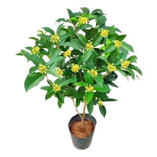 嫁接矮桩桂花树苗四季桂盆栽八月桂花苗金桂开花浓香丹桂花卉植物