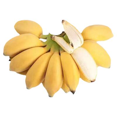 正宗苹果蕉广东当季现摘产地直发