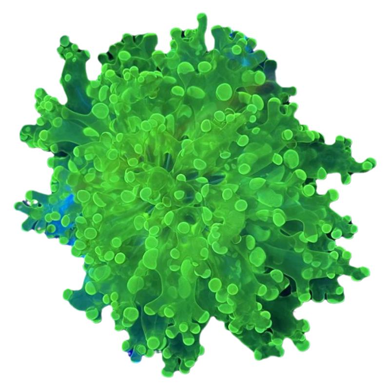 植素源水族蛙卵花瓶软体海缸珊瑚