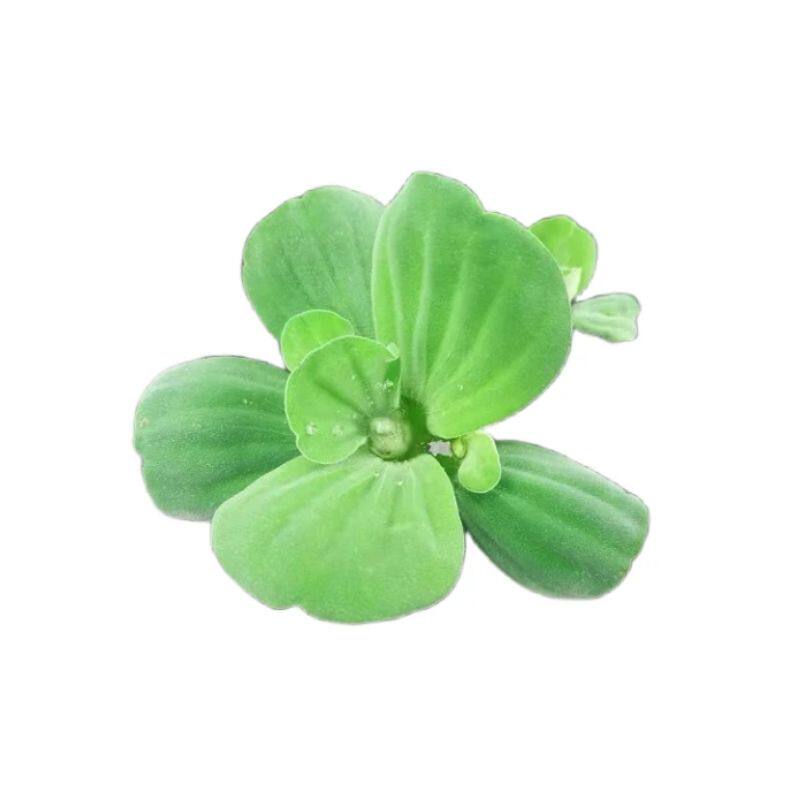 浮萍水草植物龟缸造景净化水质