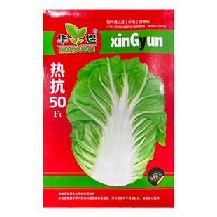 夏阳大白菜种子夏天种的菜50天早熟抗热耐高温夏季蔬菜种籽孑盆栽