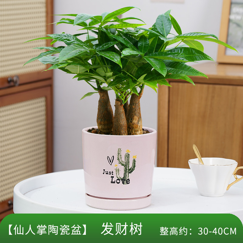 发财树客厅盆栽室内植物大棵好养活花卉绿植办公室桌面小摆件招财