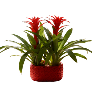 【鸿运当头两颗】室内客厅好养四季开花凤梨花卉旺宅净化空气