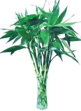 富贵竹水培植物客厅发财树绿萝