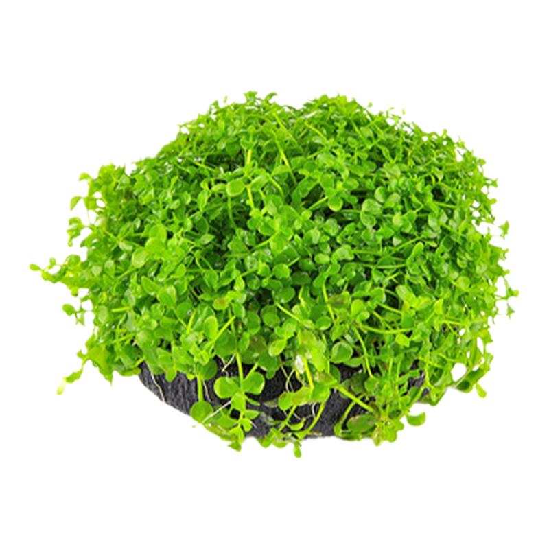 鱼缸水草植物真草活体增氧阴性淡水鱼草新手懒人绿菊造景水培坨草