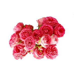 海蒂的花园  胭脂扣丰花月季爬藤花墙花架栅栏拱门抗病花卉盆栽苗