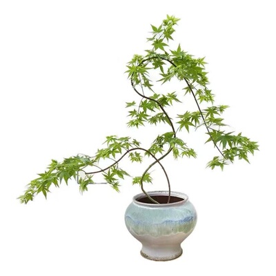花叶春流泉枫盆栽绿植