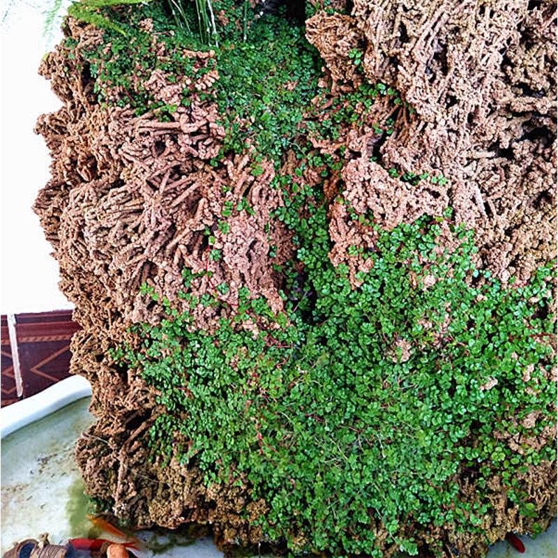 天然麦管石原石 吸水石假山盆景上水石原石 水秀石芦管石鱼缸造景