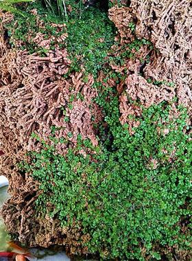天然麦管石原石 吸水石假山盆景上水石原石 水秀石芦管石鱼缸造景