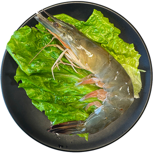渤海湾野生海捕大对虾青岛大虾海鲜水产鲜活冷冻超大特大号 1只装