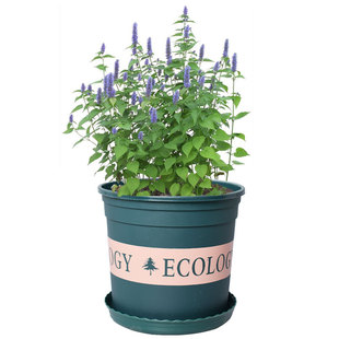 食用藿香种子种籽孑子四季药材种植苗秧中草药秧苗盆栽叶新鲜菜苗