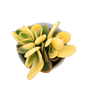 落日之雁 新花月锦 稀有进口鲜艳带锦多肉植物大群生老桩多肉好养