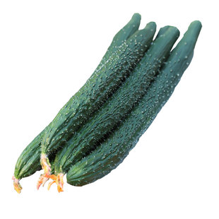 荷兰富阳35黄瓜种子种籽高产耐寒耐弱光绿肉越冬早春子密刺大孑菜