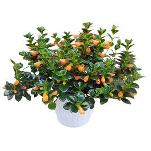 四季常青金鱼花吊兰盆栽室内绿植花卉多肉植物发财树好养易活客厅