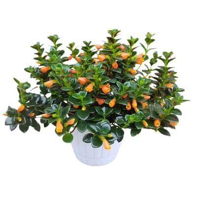 四季常青金鱼花吊兰盆栽室内绿植花卉多肉植物发财树好养易活客厅
