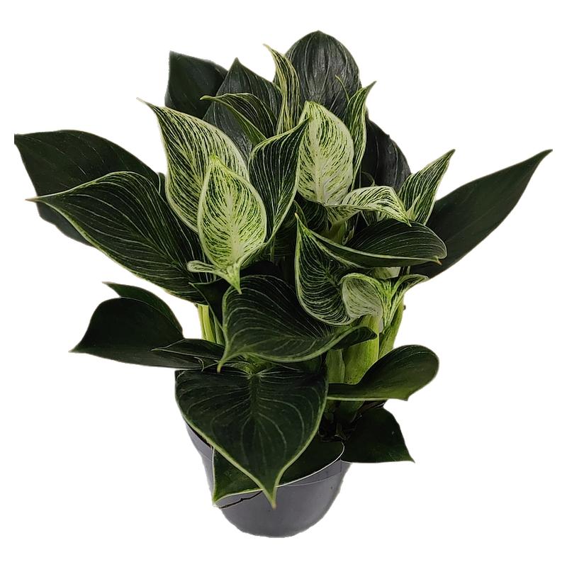 网红绿植铂金钻盆栽净化空气