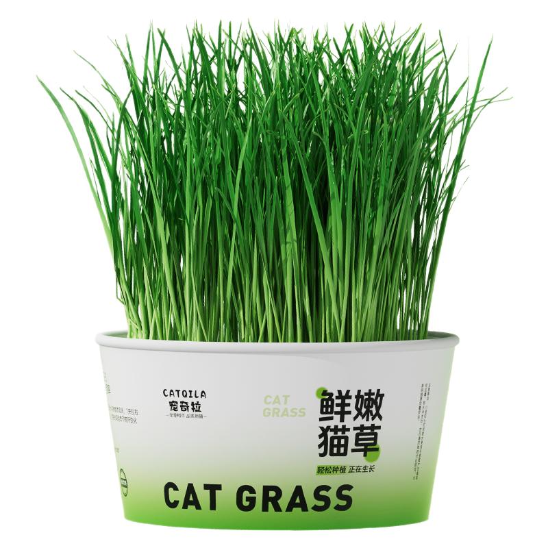 水培盆子猫薄荷猫咪零食用品