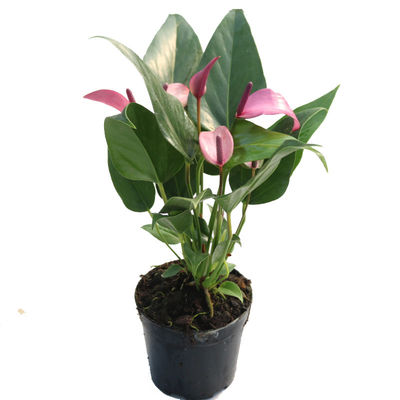 香妃紫掌盆栽室内水培四季