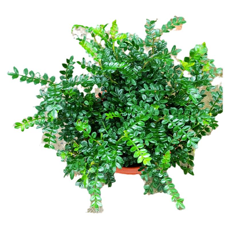 大苗常青驱蚊虫庭院包邮清香木