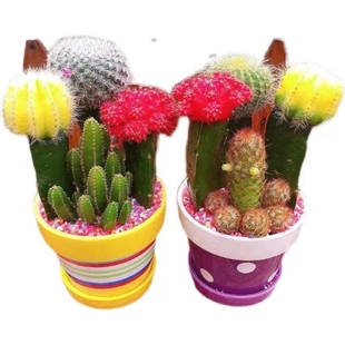 【推荐】彩色 仙人球组合多肉植物盆栽室内绿植花卉仙人球多肉芦