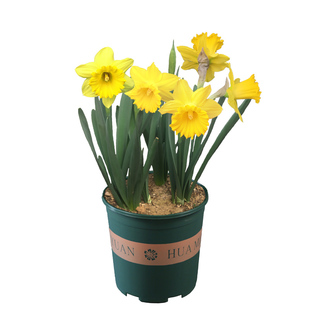 漳州水仙种球水培套装冬季盆栽花球苗室内四季浓香花卉种子洋水仙