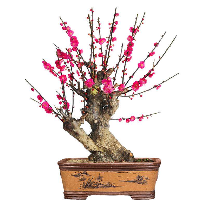 浓香梅花盆栽老桩花卉植物室内四季好养红梅盆景绿梅树苗腊梅花苗
