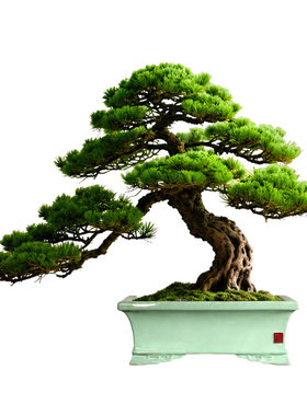 迎客松~真正的罗汉松造型盆景！