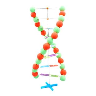 科学实验探索生命科学科技小制作 DIY幼儿园DNA人体科普模型教具