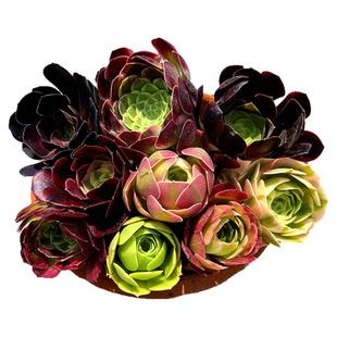 法师多肉套餐 多肉植物 美杜莎粉女巫迈巴赫红覆轮欧嘉丽 陌上花