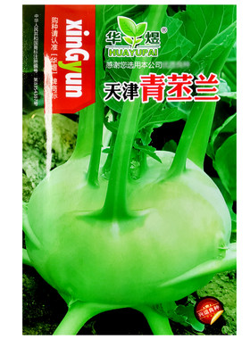 天津春秋青苤兰种子四季栽培