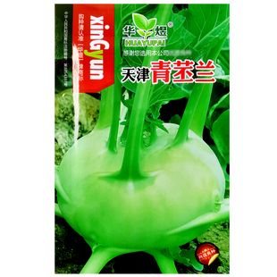 天津春秋青苤兰种子苤蓝球茎甘蓝阳台盆栽庭院农作作物疏蔬菜种籽